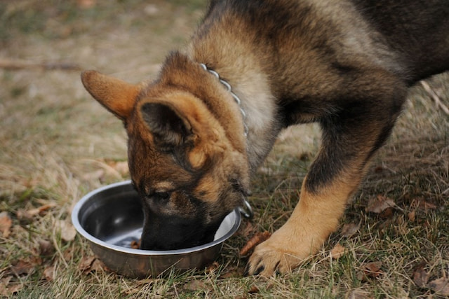 Voedingsschema Duitse Herder pup